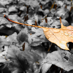 leaf waterdrop nature interesting art freetoedit