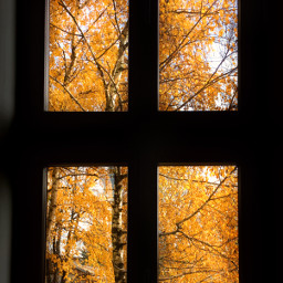 freetoedit autumn leaves cross orange